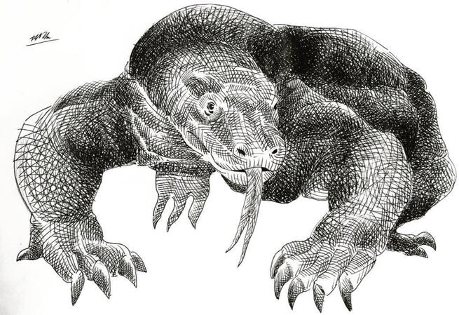 Komodo Dragon Komodo Dragon