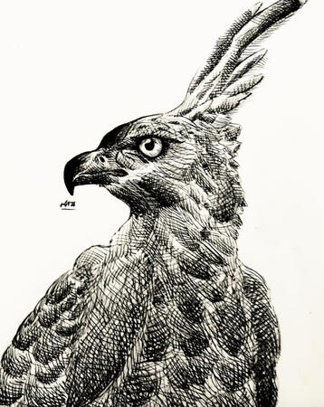 Reine Bird Reine Bird